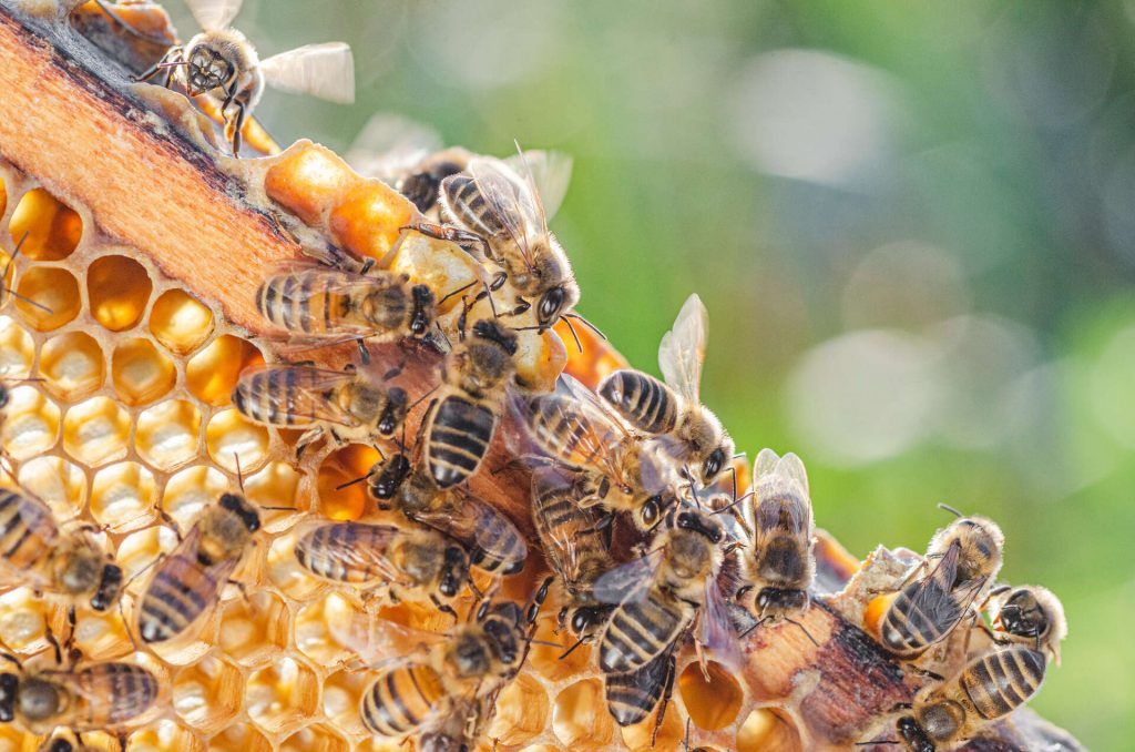 Bienen auf einer Honigwabe