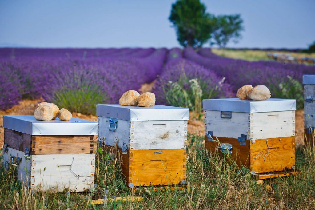 Bienenkästen vor einem Lavendelfeld