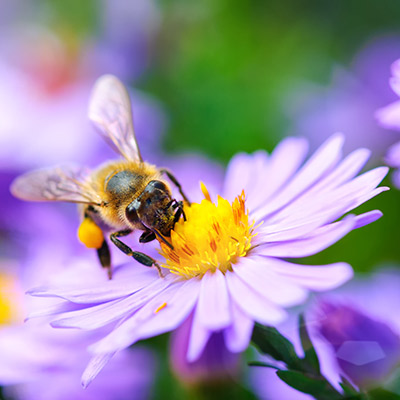 Biene sammelt Nektar auf einer Blüte