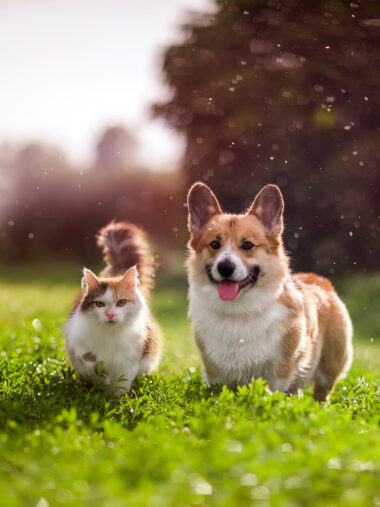 Hund und Katze tollen auf der Wiese herum