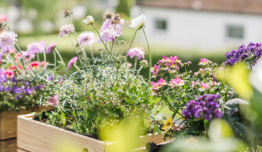 Balkonkästen mit bienenfreundlichen Blumen