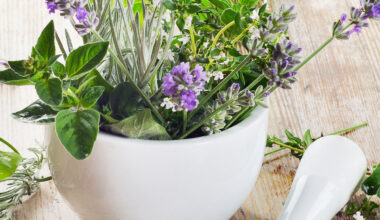 Frische Kräuter der Provence mit Mörser