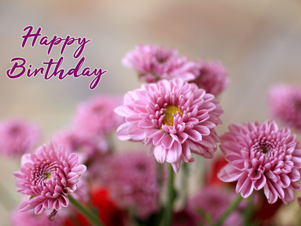 Happy Bithday wünscht die Aster