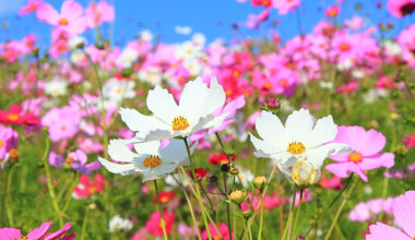 Blumenwiese voll mit Cosmea