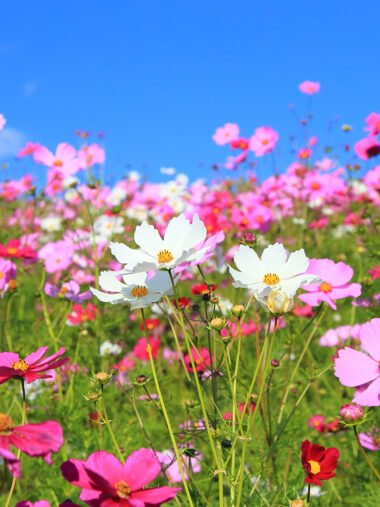 Blumenwiese voll mit Cosmea