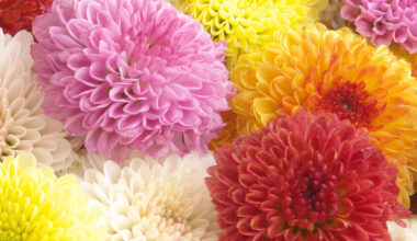 Bunte Sammlung von Chrysanthemen