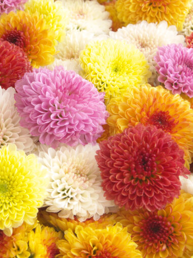 Bunte Sammlung von Chrysanthemen