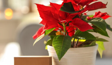 Geburtsblume Weihnachtsstern mit Geschenken