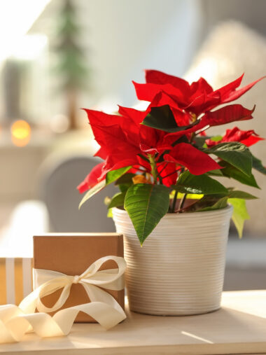 Geburtsblume Weihnachtsstern mit Geschenken