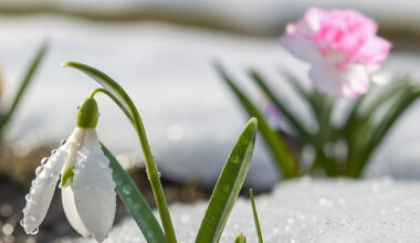 Schneeglöckchen und Nelken