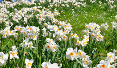 Feld voller Narzissen im Gras