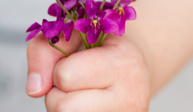 Kinderhand mit gepflückten Veilchen