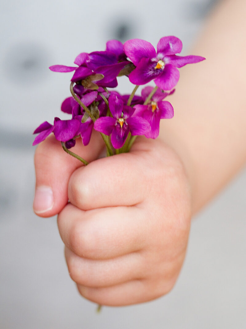 Kinderhand mit gepflückten Veilchen