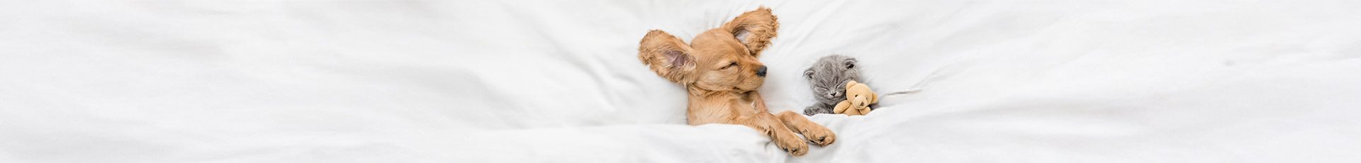 Hund und Katze schlafen zusammen im Bett