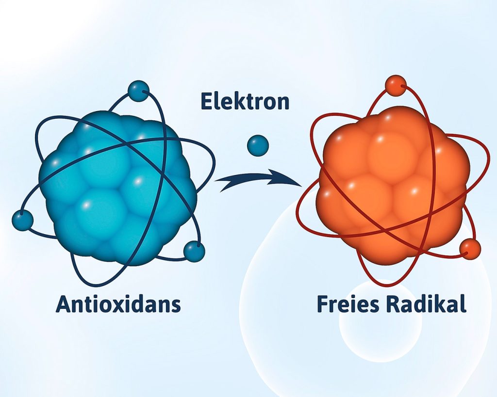 Infografik zeigt wie ein Elektron von einem freien Radikal aufgenommen wird