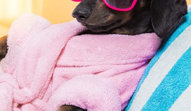 Dackel mit Sonnenbrille und Bademantel im Spa