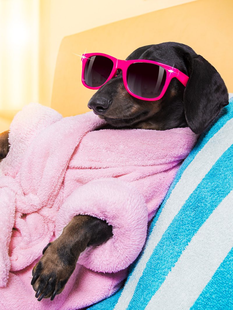 Dackel mit Sonnenbrille und Bademantel im Spa