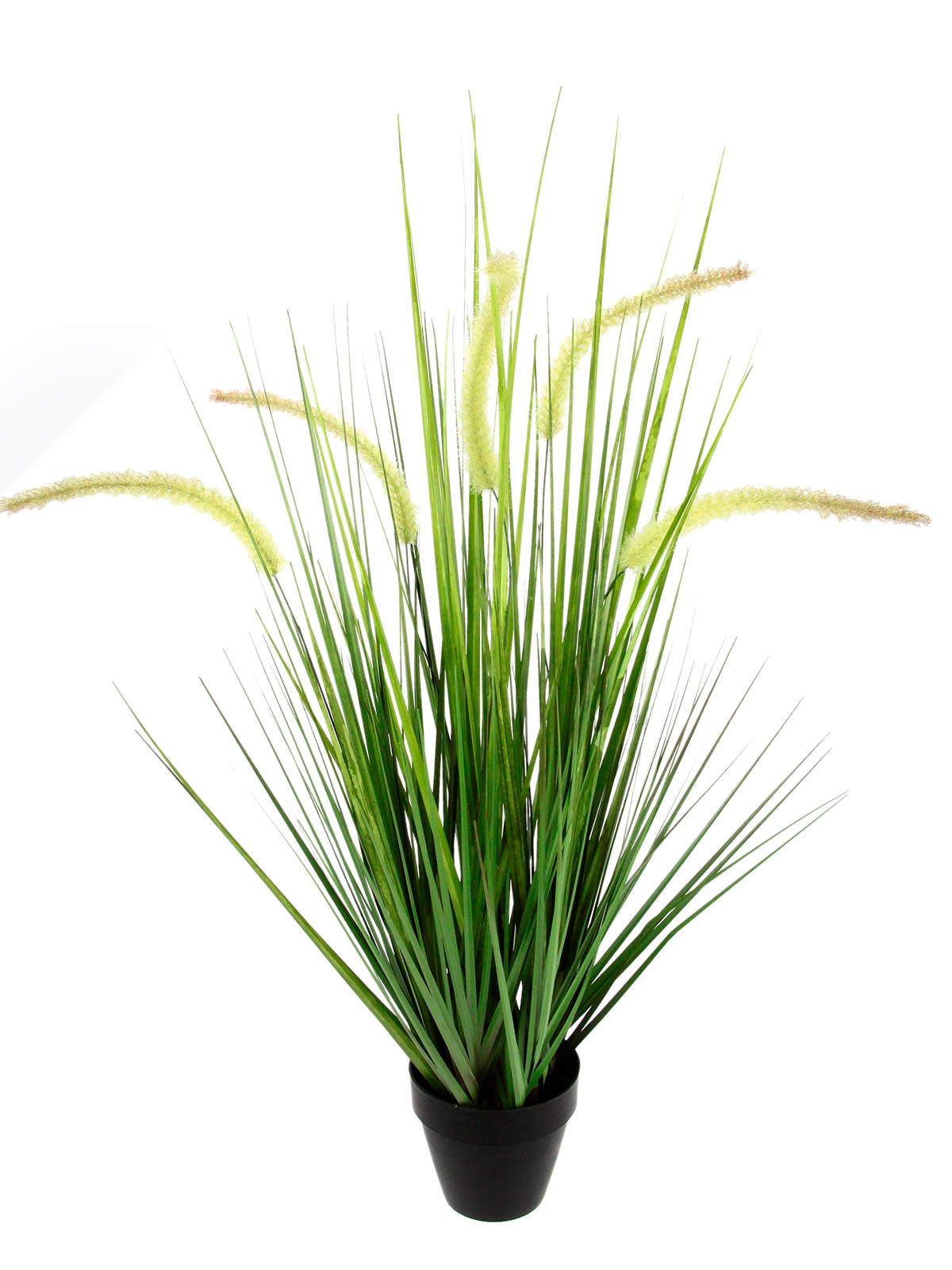 Fuchsschwanzgras im Topf