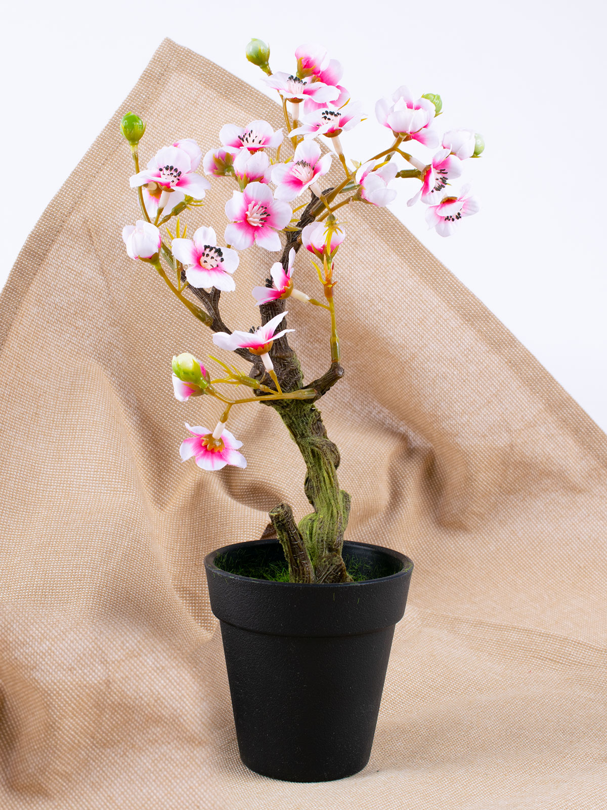 Bonsai „Mandelblüte“