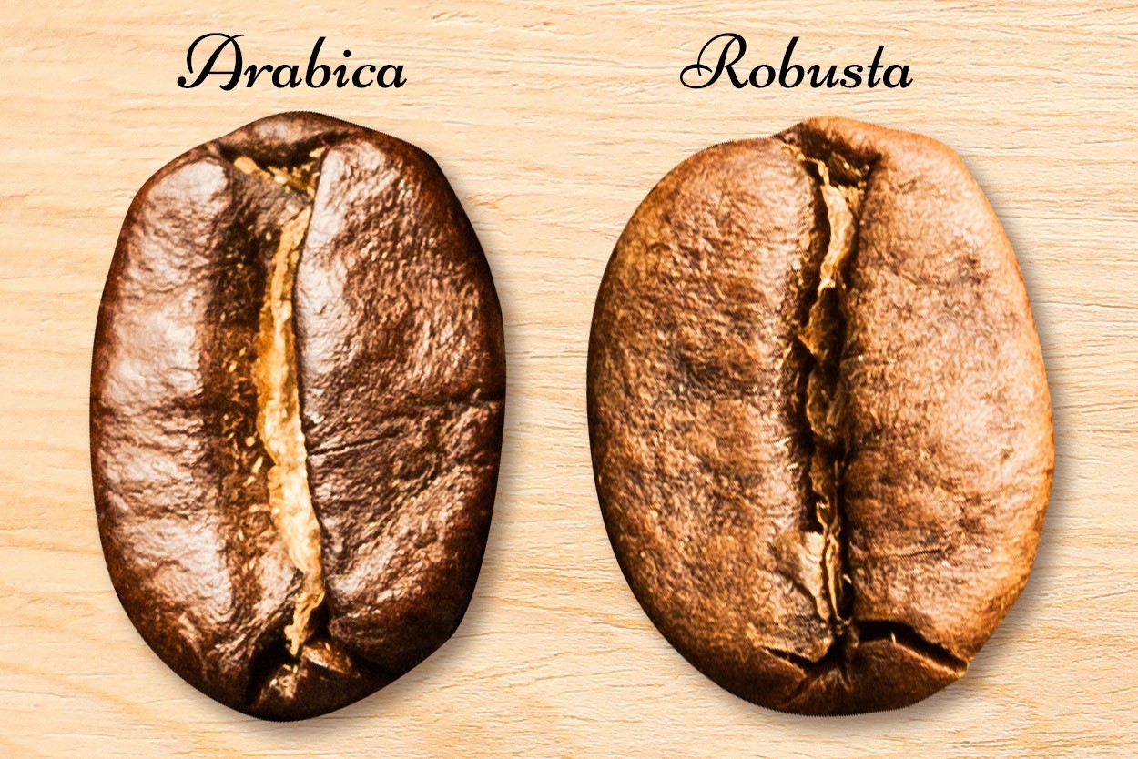 Arabica und Robusta im Vergleich