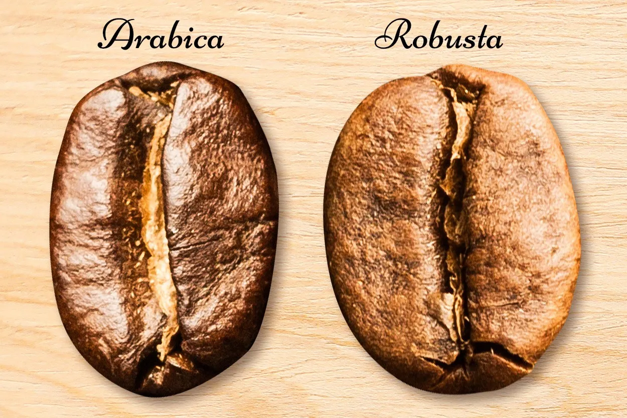 Arabica und Robusta im Vergleich