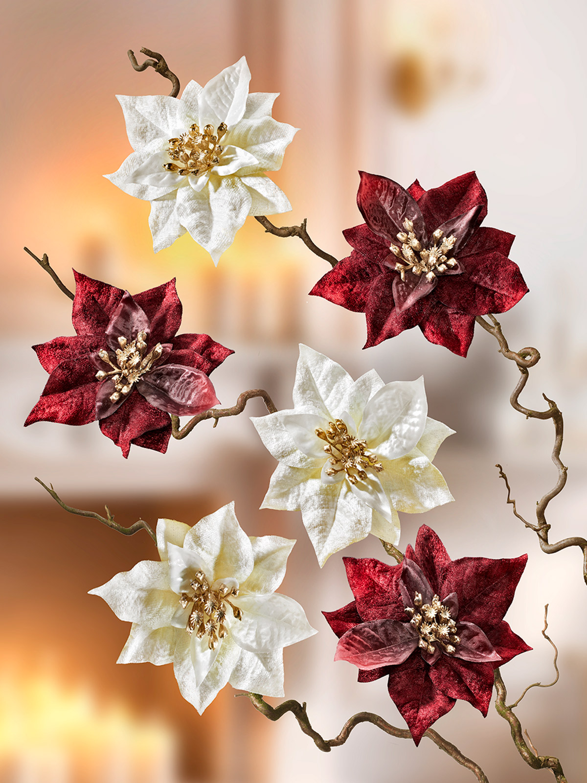 Weihnachtssternblüte mit Clip, creme