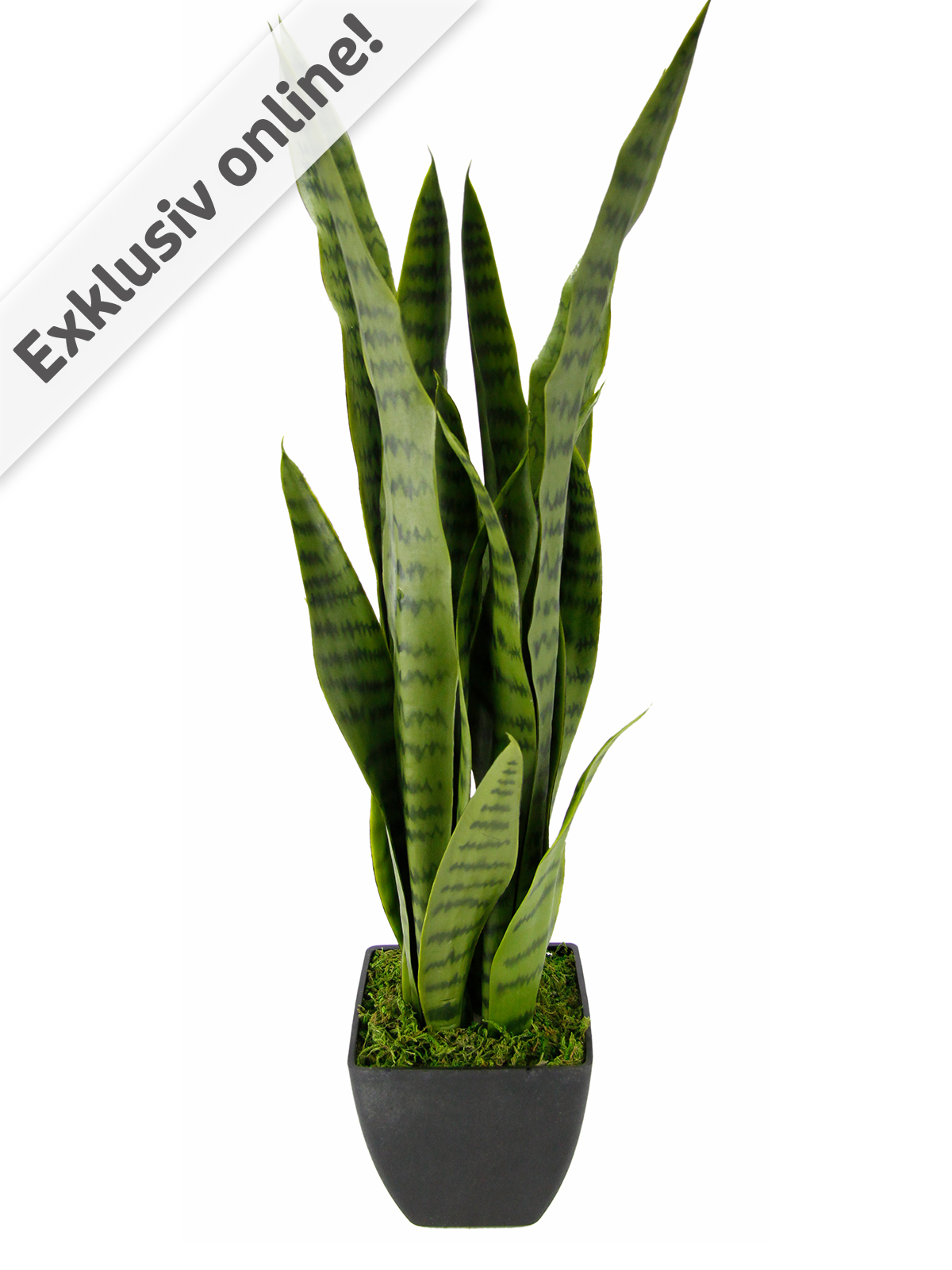 Sansevieria, grün, 72 cm