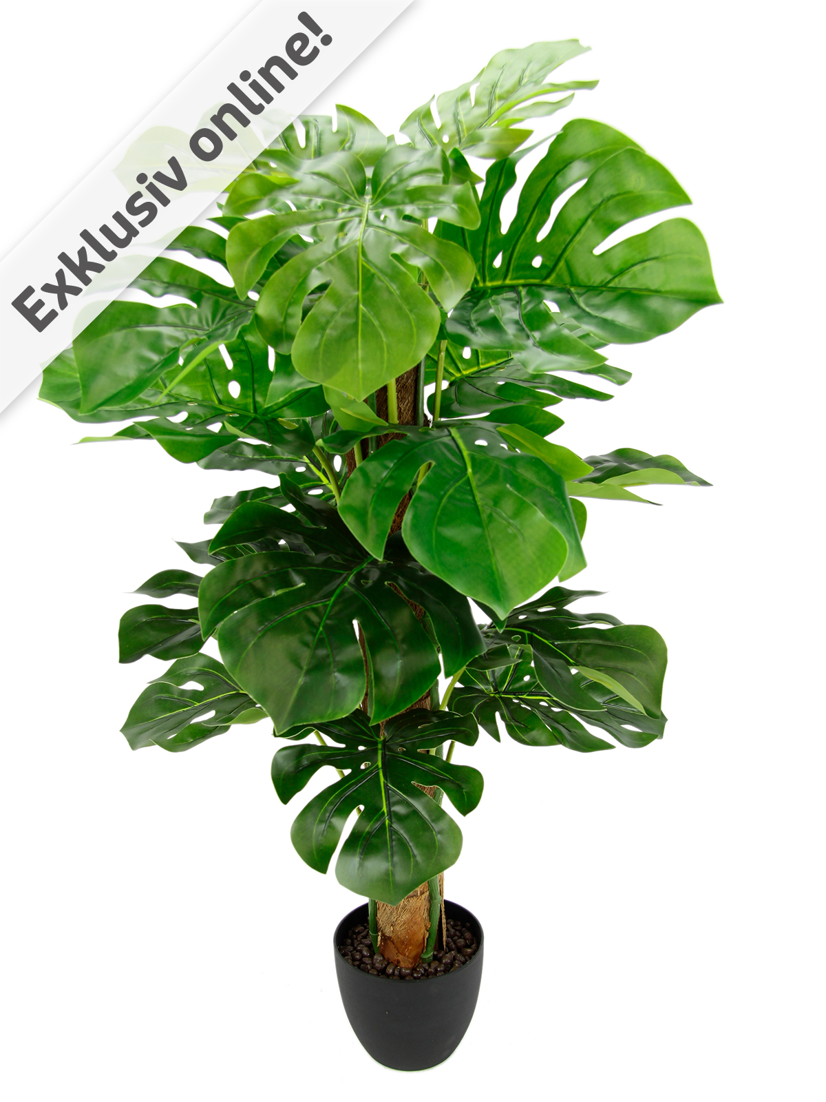 Split-Philopflanze, 90 cm hoch Split-Philopflanze, 90 cm hoch