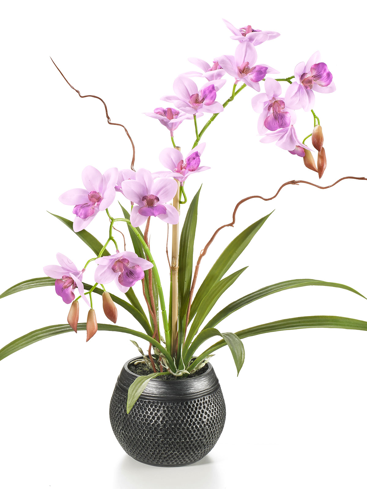 Orchidee „Asia“