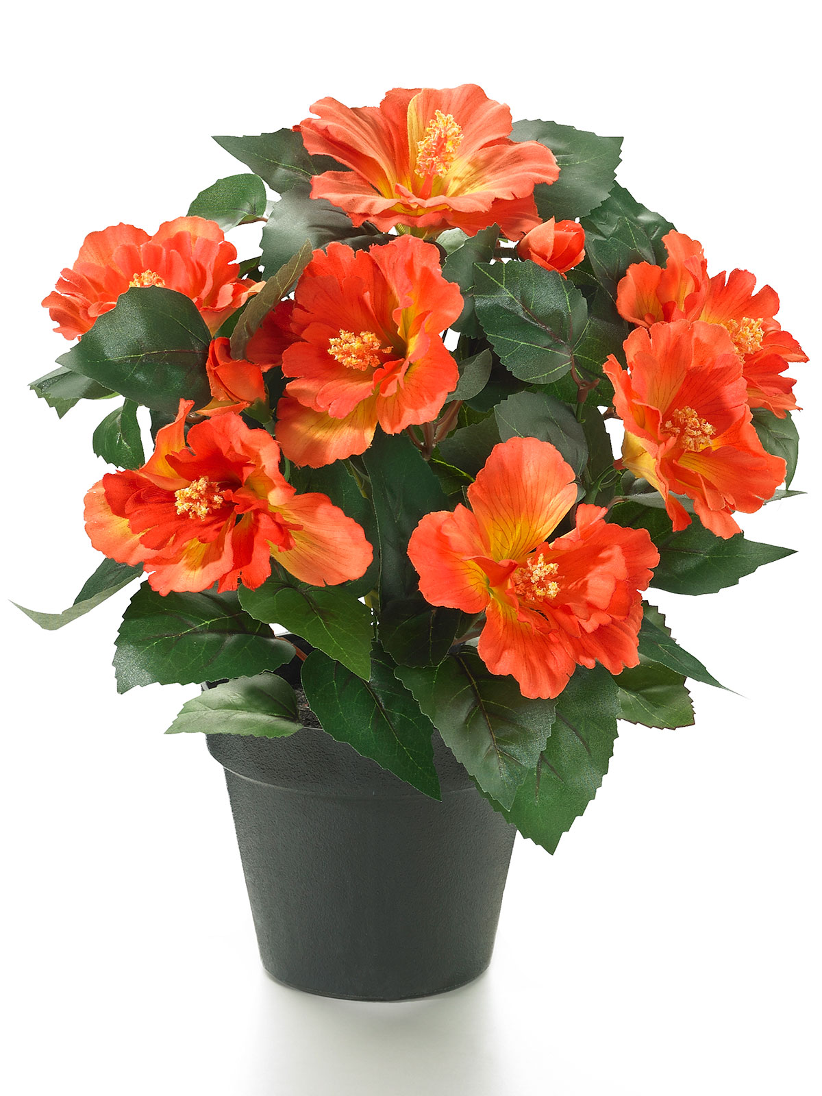 Hibiskus, orange