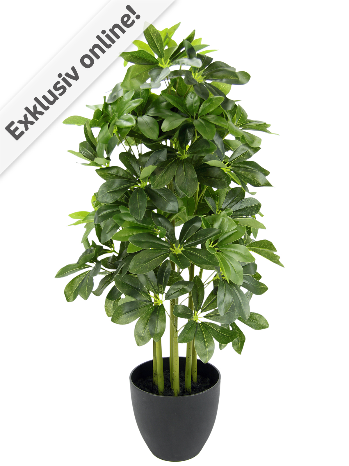 XL-Schefflera/Strahlenaralie im Topf