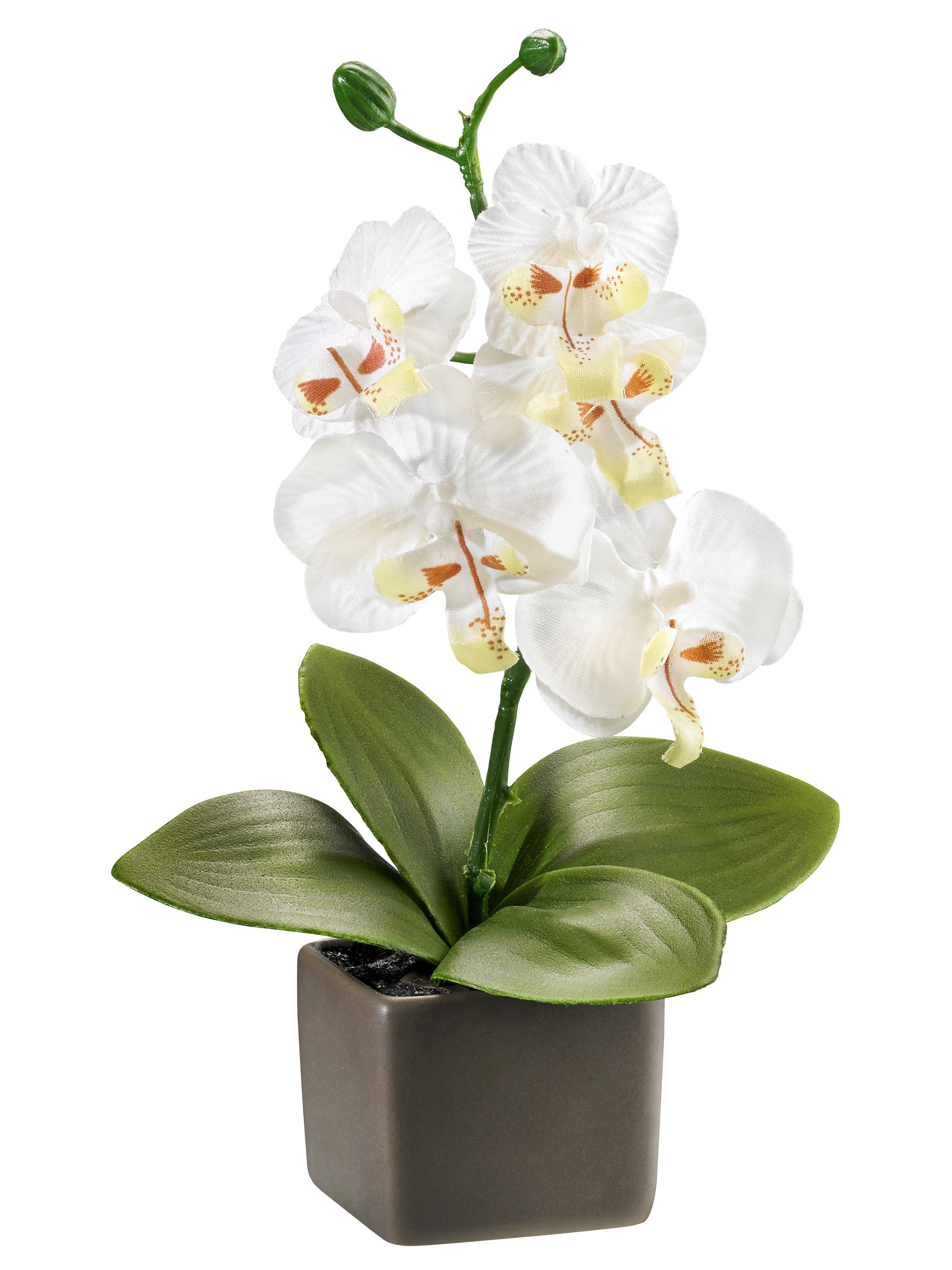 Orchidee "Delia"