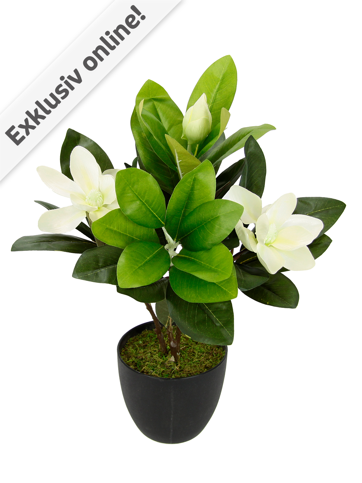 Magnolienbusch, 45 cm Magnolienbusch, 45 cm