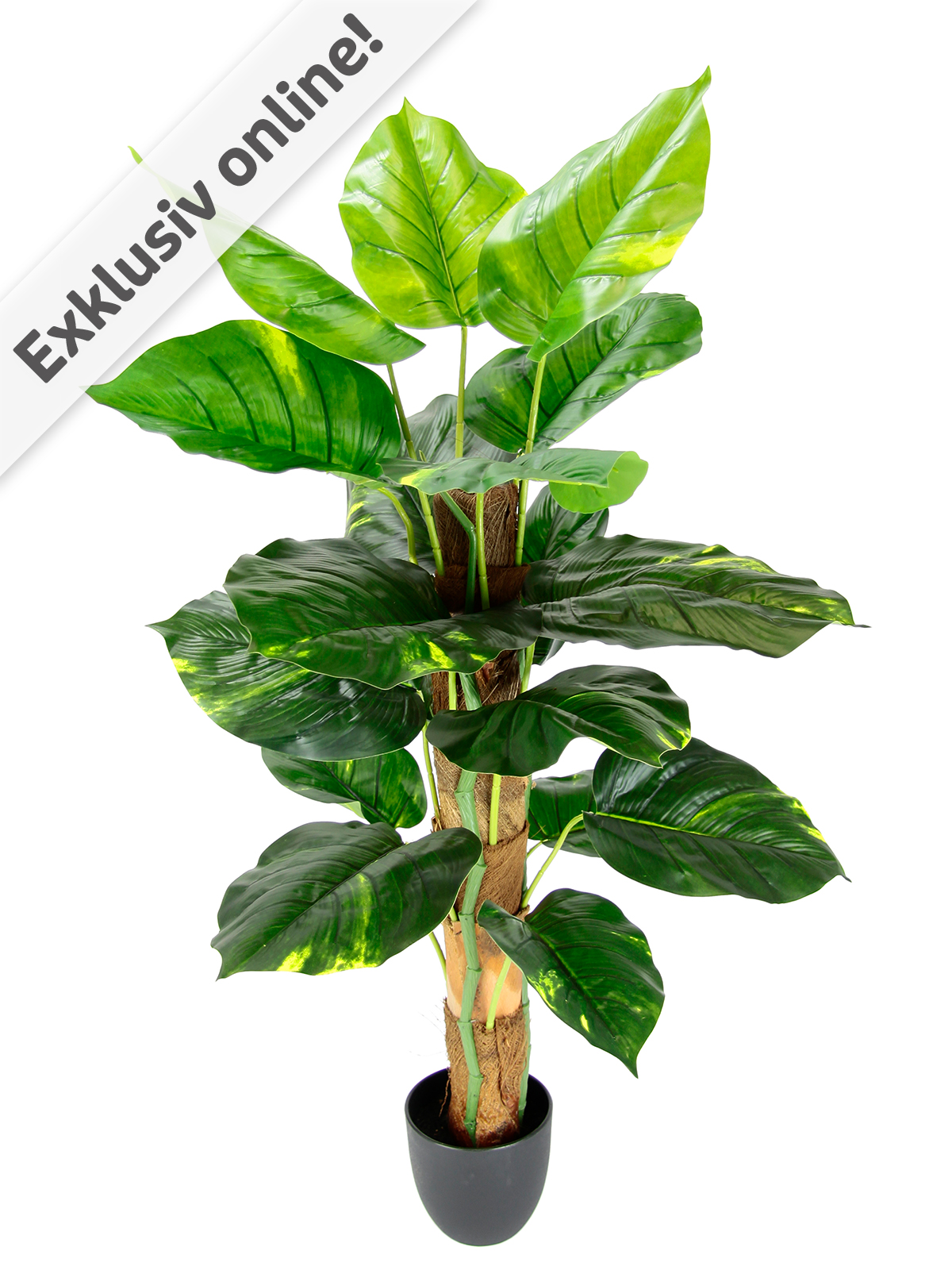Pothospflanze/Efeutute, 80 cm hoch