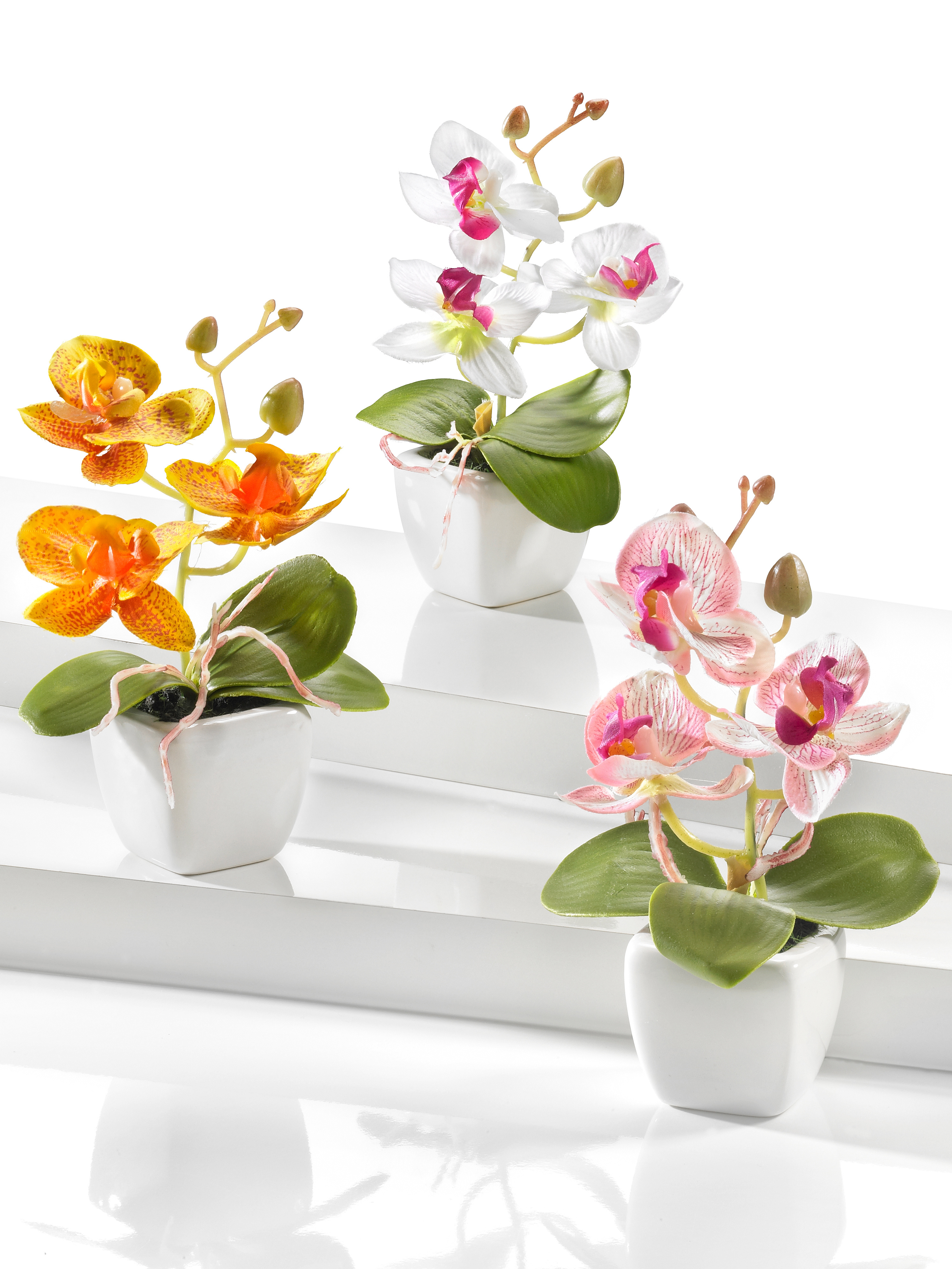 Orchideen-Trio
