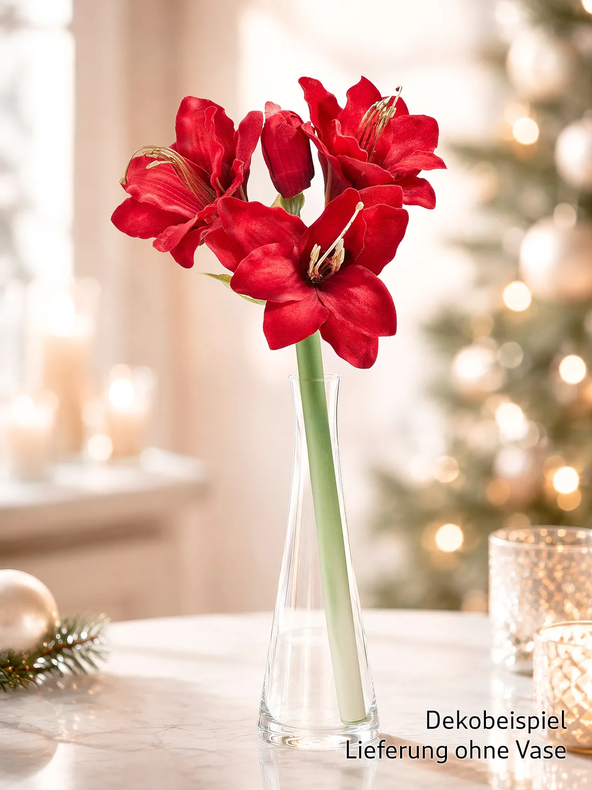 Amaryllis „Noelle“