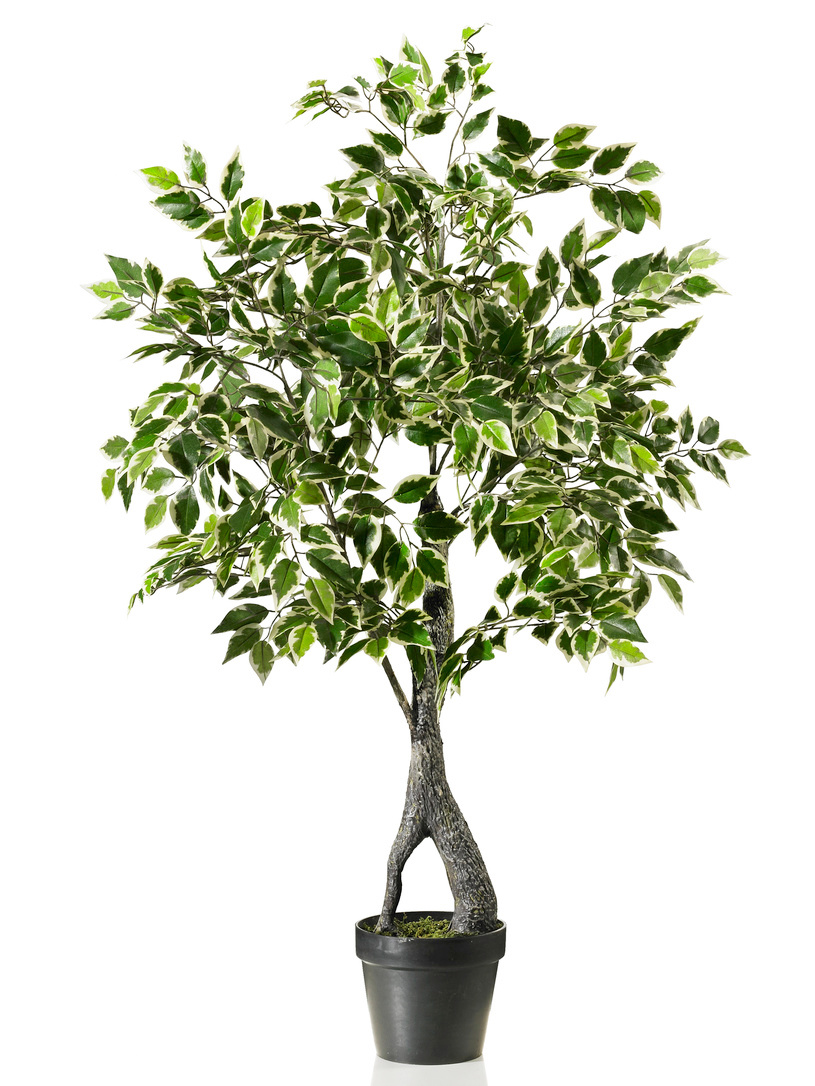 Ficus Benjamini