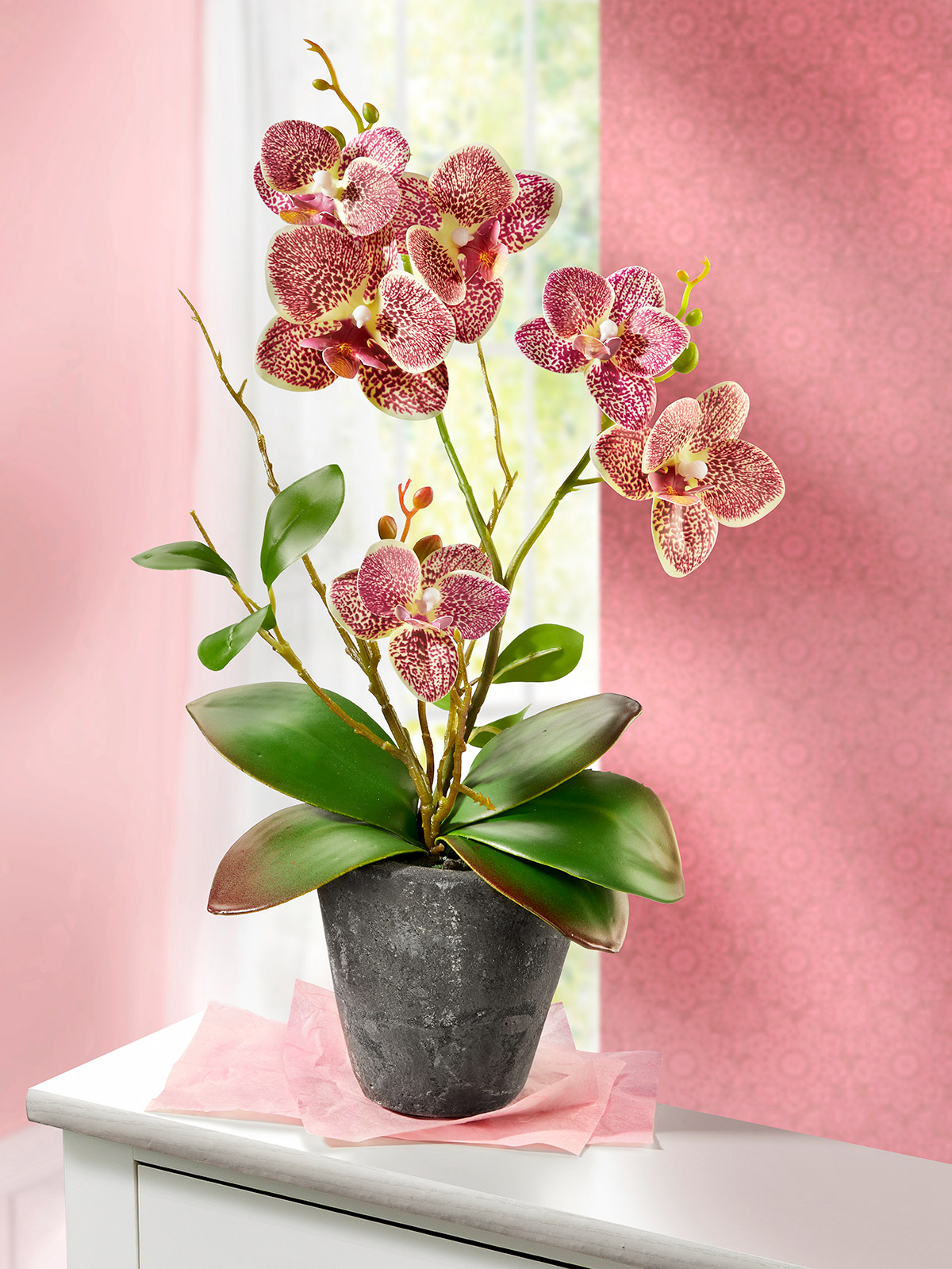 Orchidee im Keramiktopf