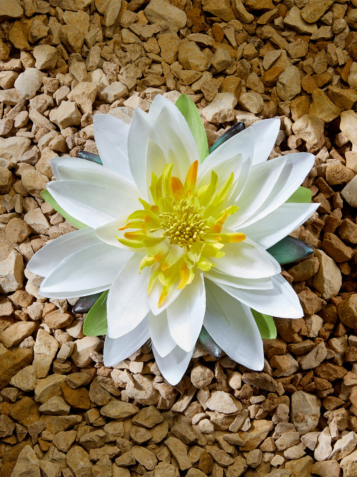 Lotusblüte