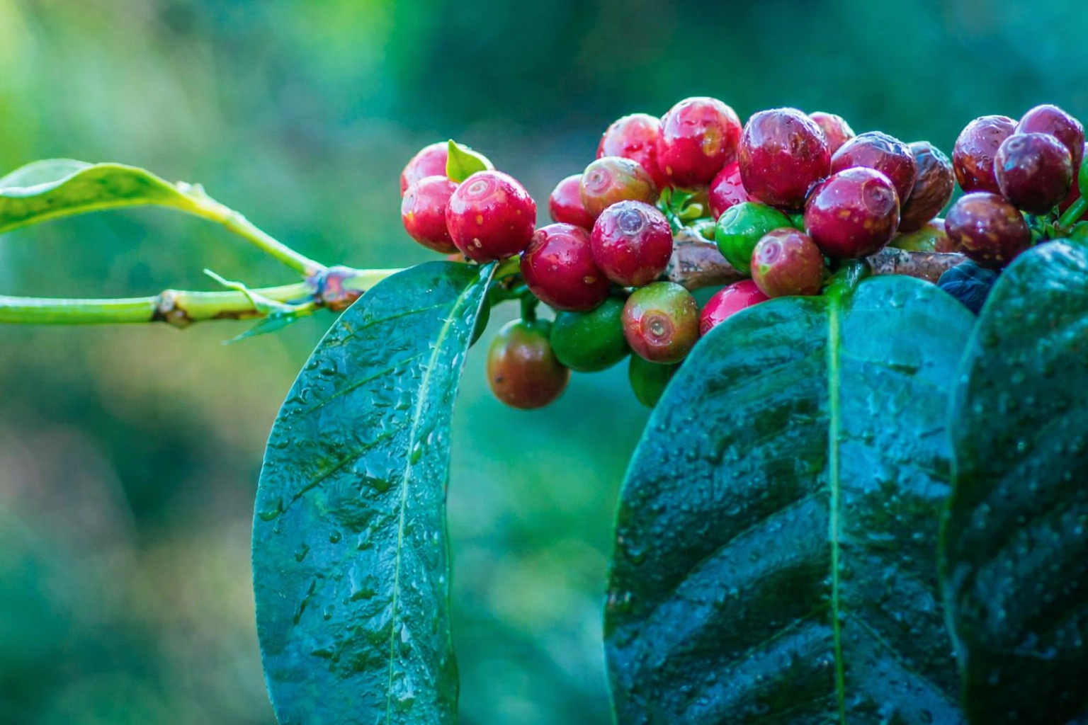 Reife Kaffeekirschen an Zweig mit Blättern