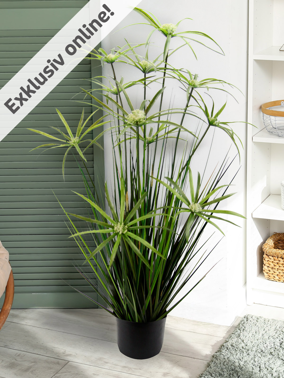 Papyruspflanze im Topf Papyruspflanze im Topf