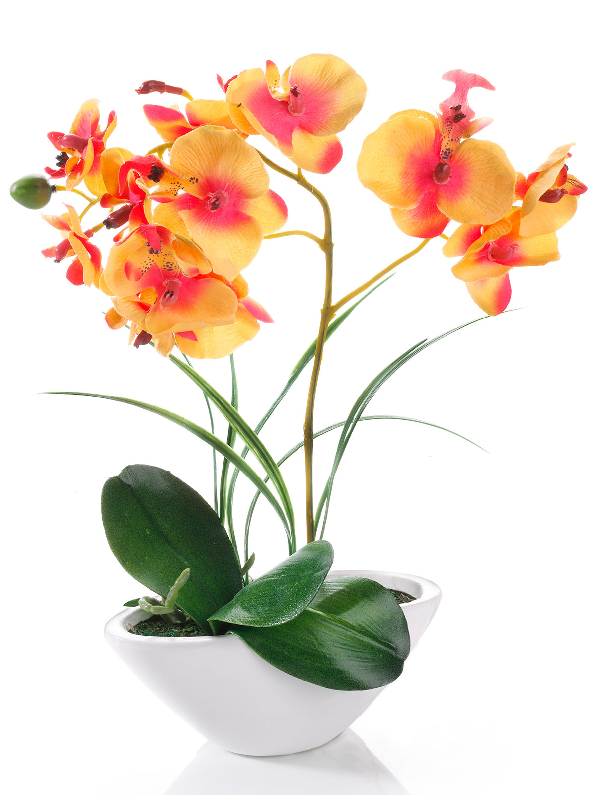 Orchidee, orange
