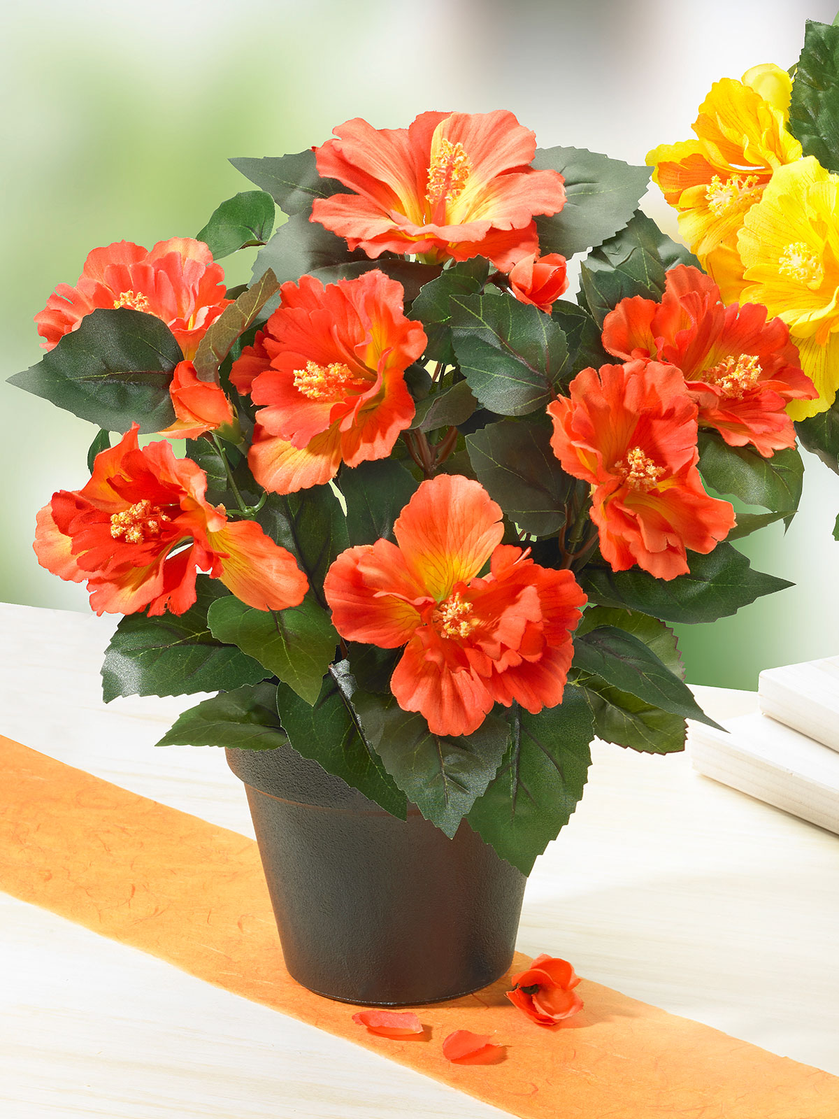 Hibiskus, orange