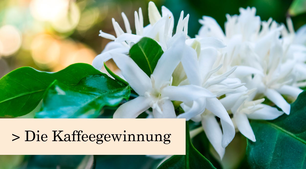 Kaffeegewinnung