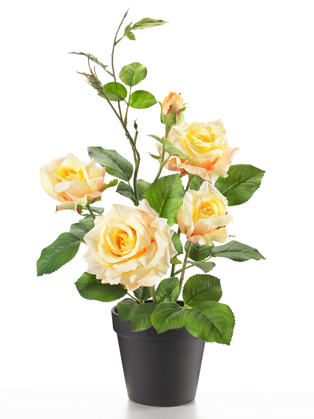 Topfrose „Yellow Star“