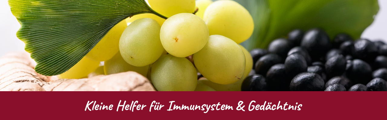 Kleine Helfer für Immunsystem & Gedächtnis – Natürliche Power! Grüne und schwarze Trauben mit Ginkgo-Blatt in Nahaufnahme.