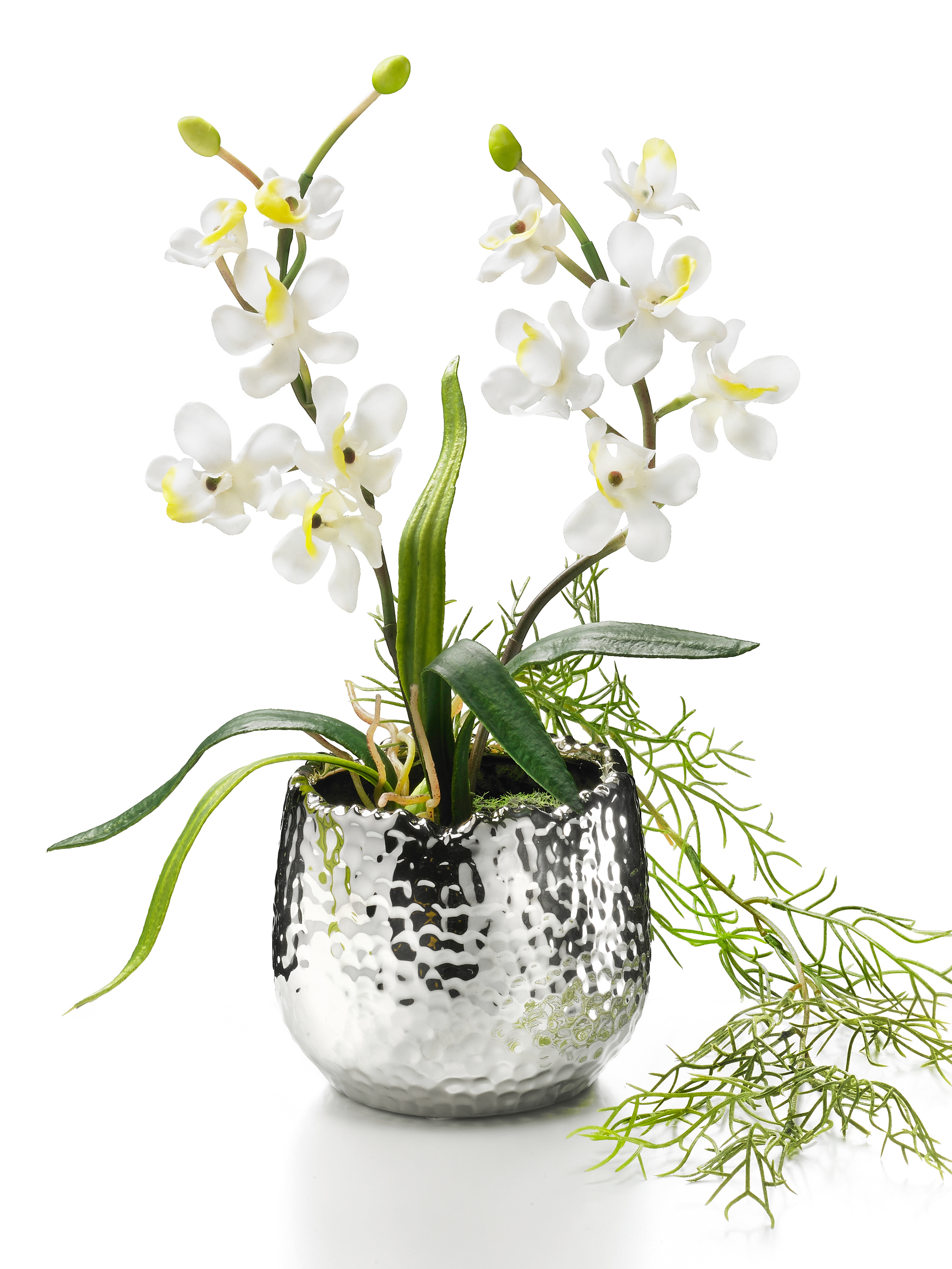 Orchidee "Zara"