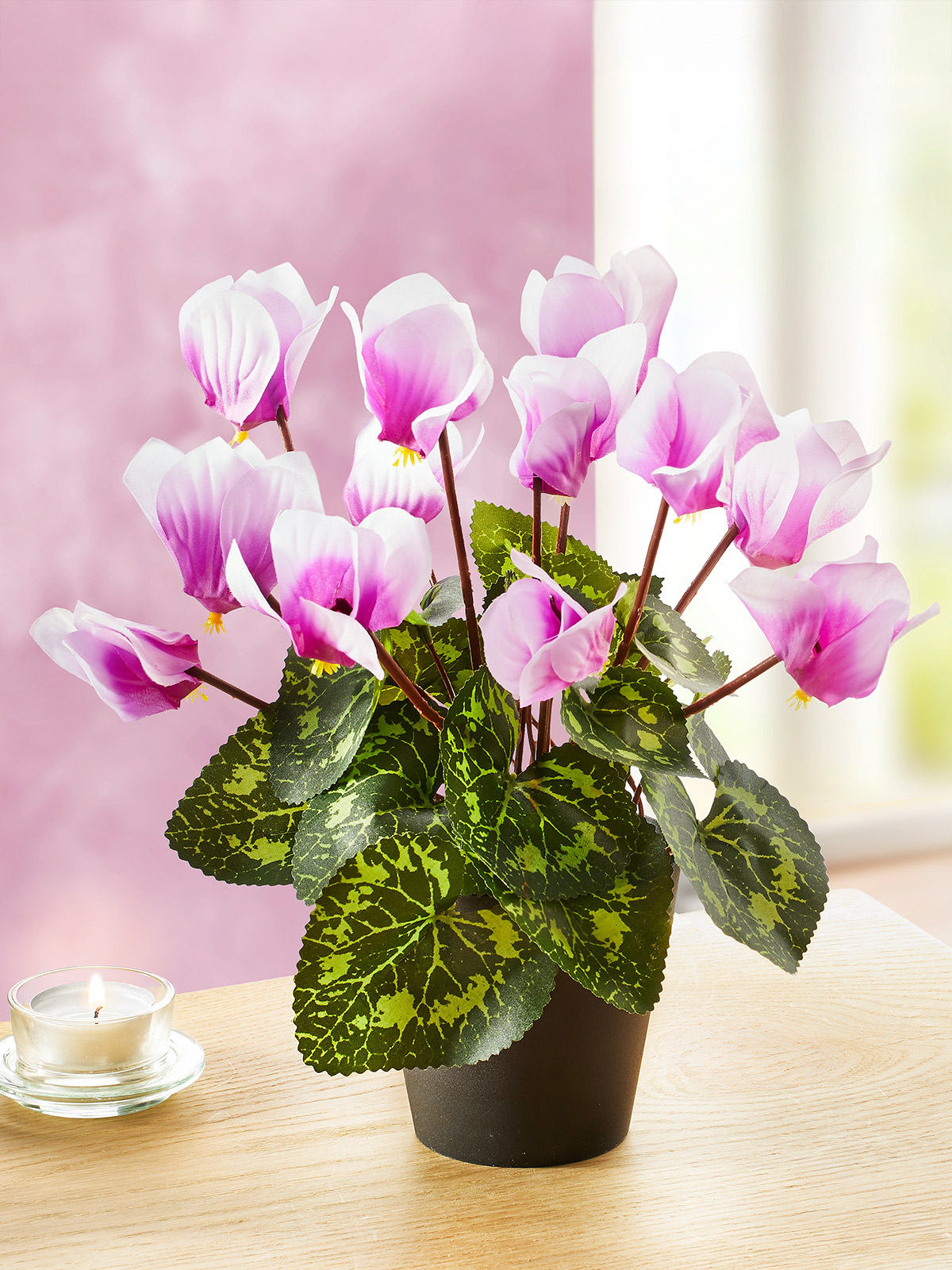 Alpenveilchen „Violetta“