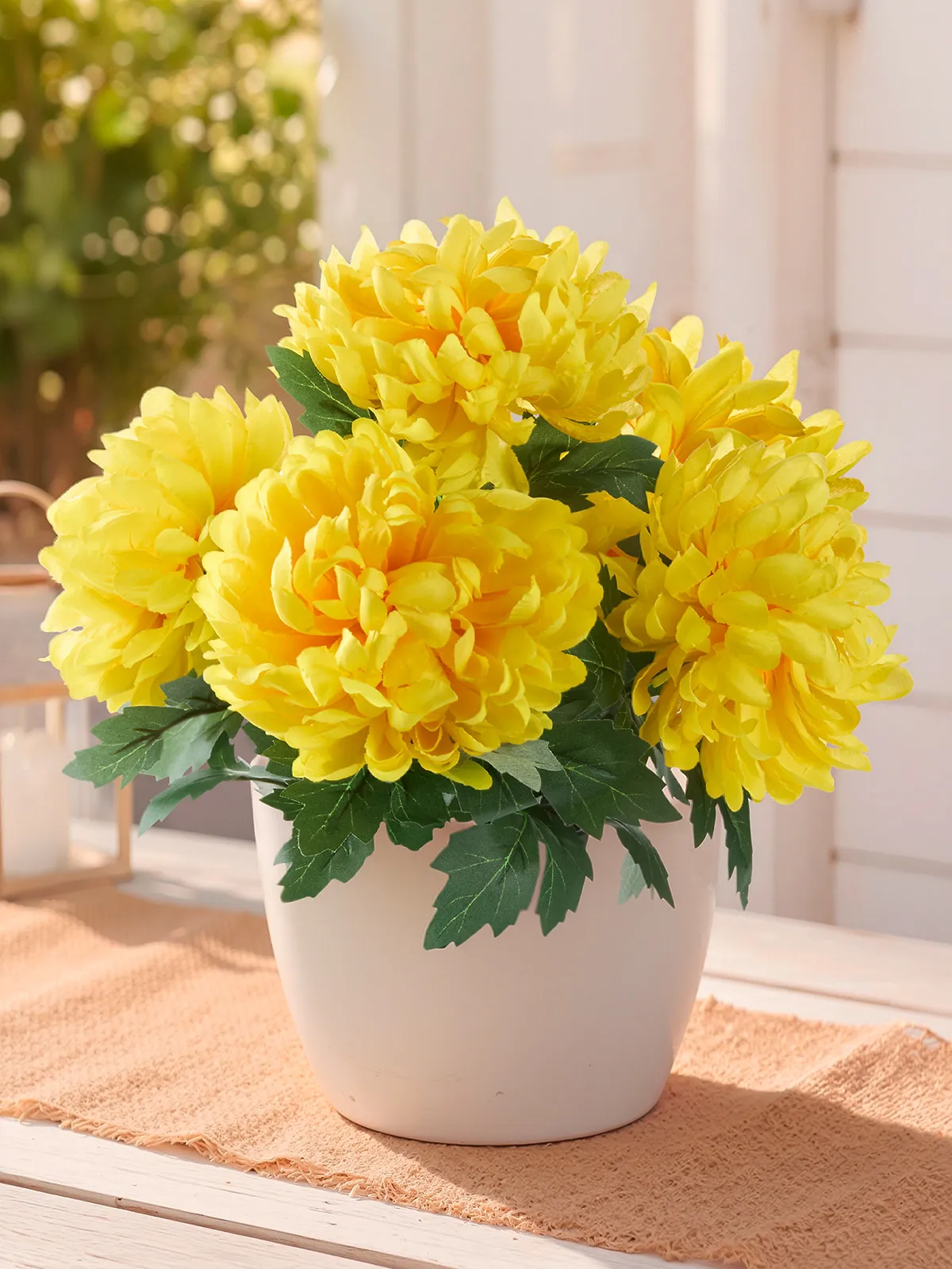Chrysantheme „Goldblüte“