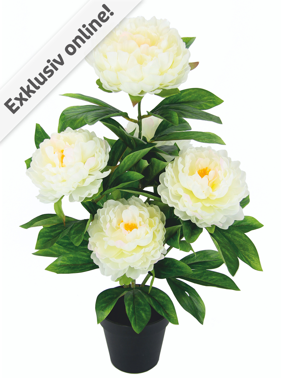 Pfingstrosen-Busch, 58 cm, weiß Pfingstrosen-Busch, 58 cm, weiß